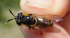 Callicera aurata