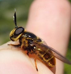 Callicera aurata