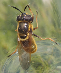 Callicera aurata