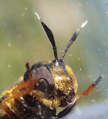 Callicera aurata