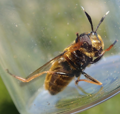 Callicera aurata