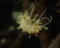 Eupentacta quinquesemita