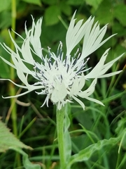Centaurea cheiranthifolia