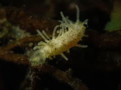 Eupentacta quinquesemita