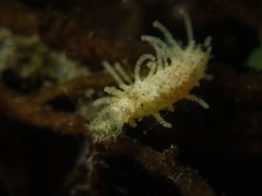 Eupentacta quinquesemita