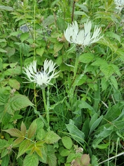 Centaurea cheiranthifolia