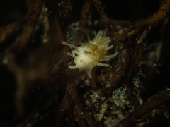 Eupentacta quinquesemita