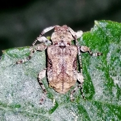 Leptostylus perniciosus