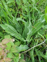 Centaurea cheiranthifolia