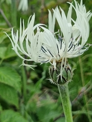 Centaurea cheiranthifolia