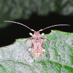 Leptostylus perniciosus