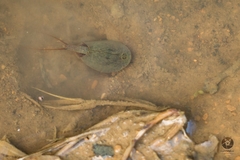 Triops cancriformis