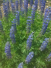 Lupinus sierrae-blancae