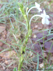 Chascanum hederaceum
