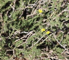 Osteospermum leptolobum