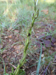 Chascanum hederaceum