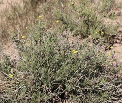 Osteospermum leptolobum