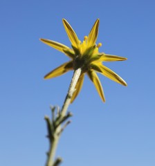 Osteospermum leptolobum