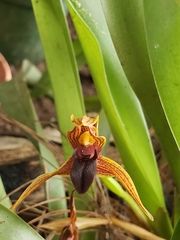 Maxillaria cucullata