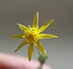Osteospermum leptolobum