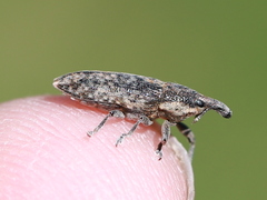 Lixus subtilis