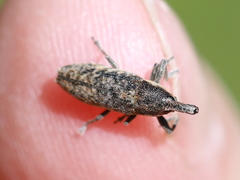 Lixus subtilis