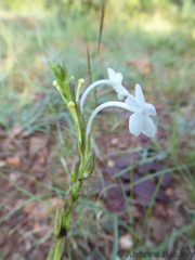 Chascanum hederaceum