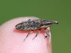Lixus subtilis