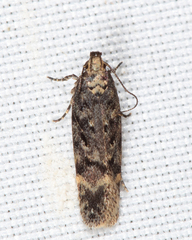 Chionodes thoraceochrella