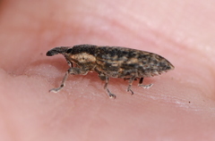 Lixus subtilis