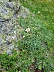 Cherleria circassica
