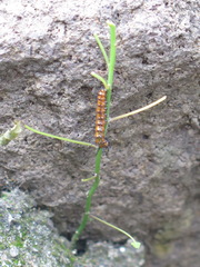 Lepidoptera