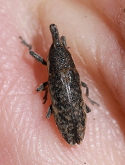 Lixus subtilis