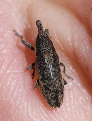 Lixus subtilis