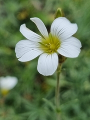 Cherleria circassica
