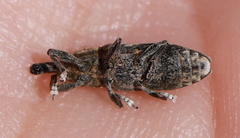 Lixus subtilis