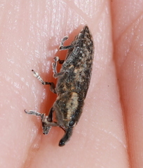 Lixus subtilis