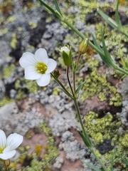 Cherleria circassica