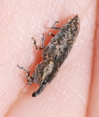 Lixus subtilis