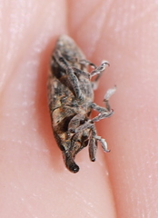Lixus subtilis