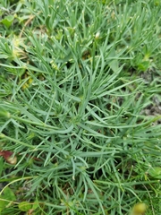 Cherleria circassica