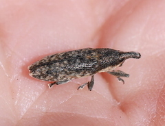 Lixus subtilis