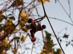 Rhynchosia precatoria