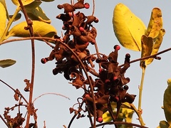 Rhynchosia precatoria