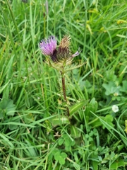 Cirsium simplex