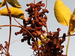 Rhynchosia precatoria