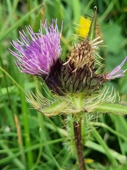 Cirsium simplex