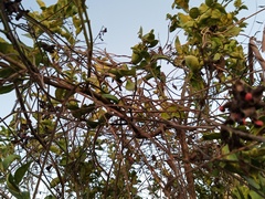 Rhynchosia precatoria