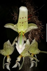 Stanhopea ruckeri