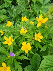 Trollius ranunculinus